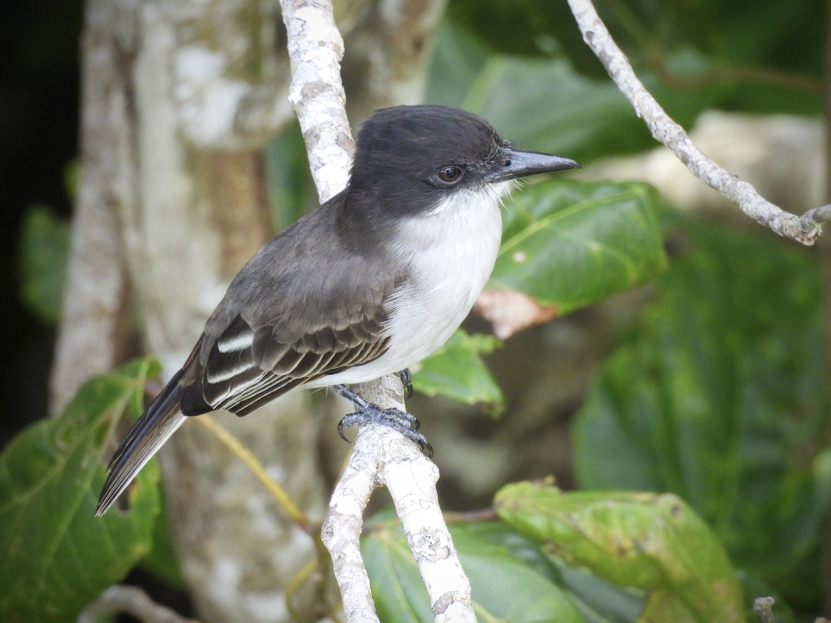 Антильский тиранн - ML646892740