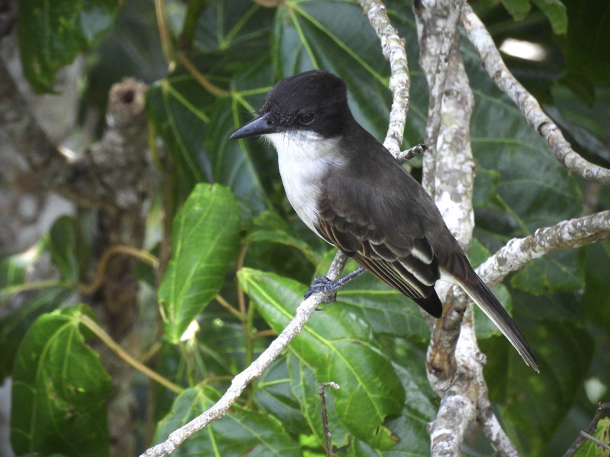 Антильский тиранн - ML646892741