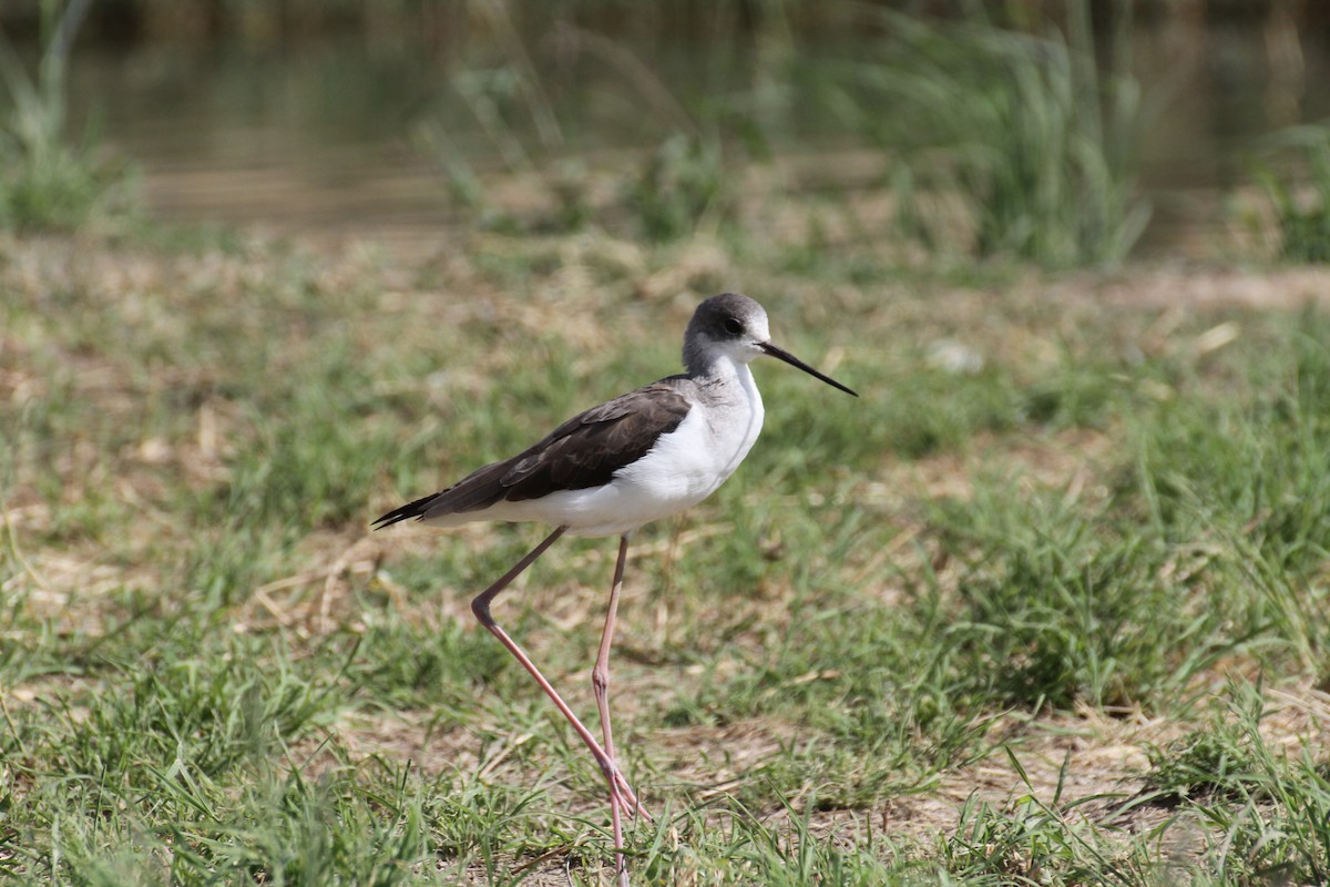 Ходулочник - ML646892742