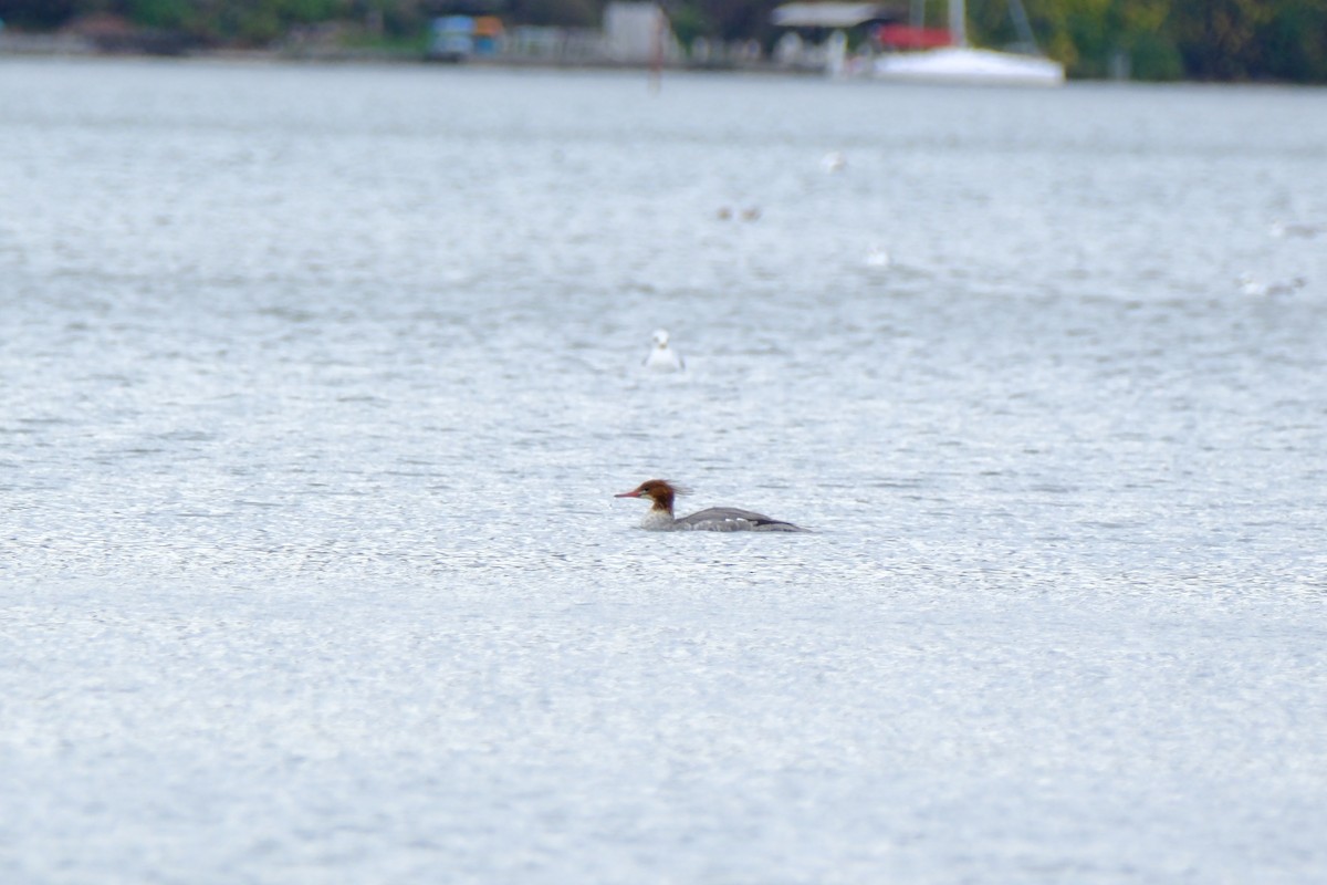 Большой крохаль - ML646892743