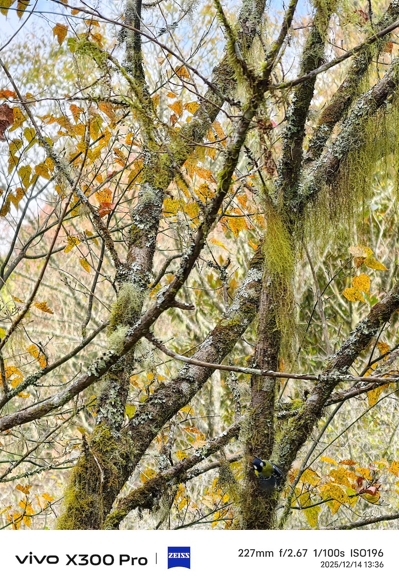 Зеленоспинная синица - ML646892744