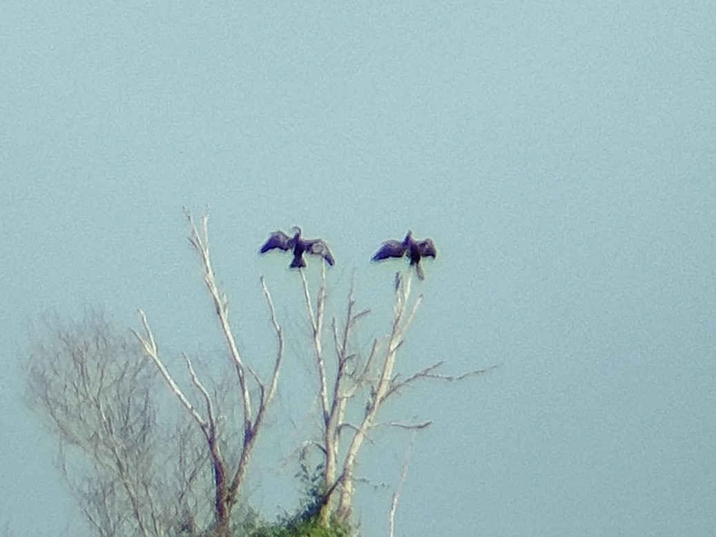 Азиатская змеешейка - ML646892746