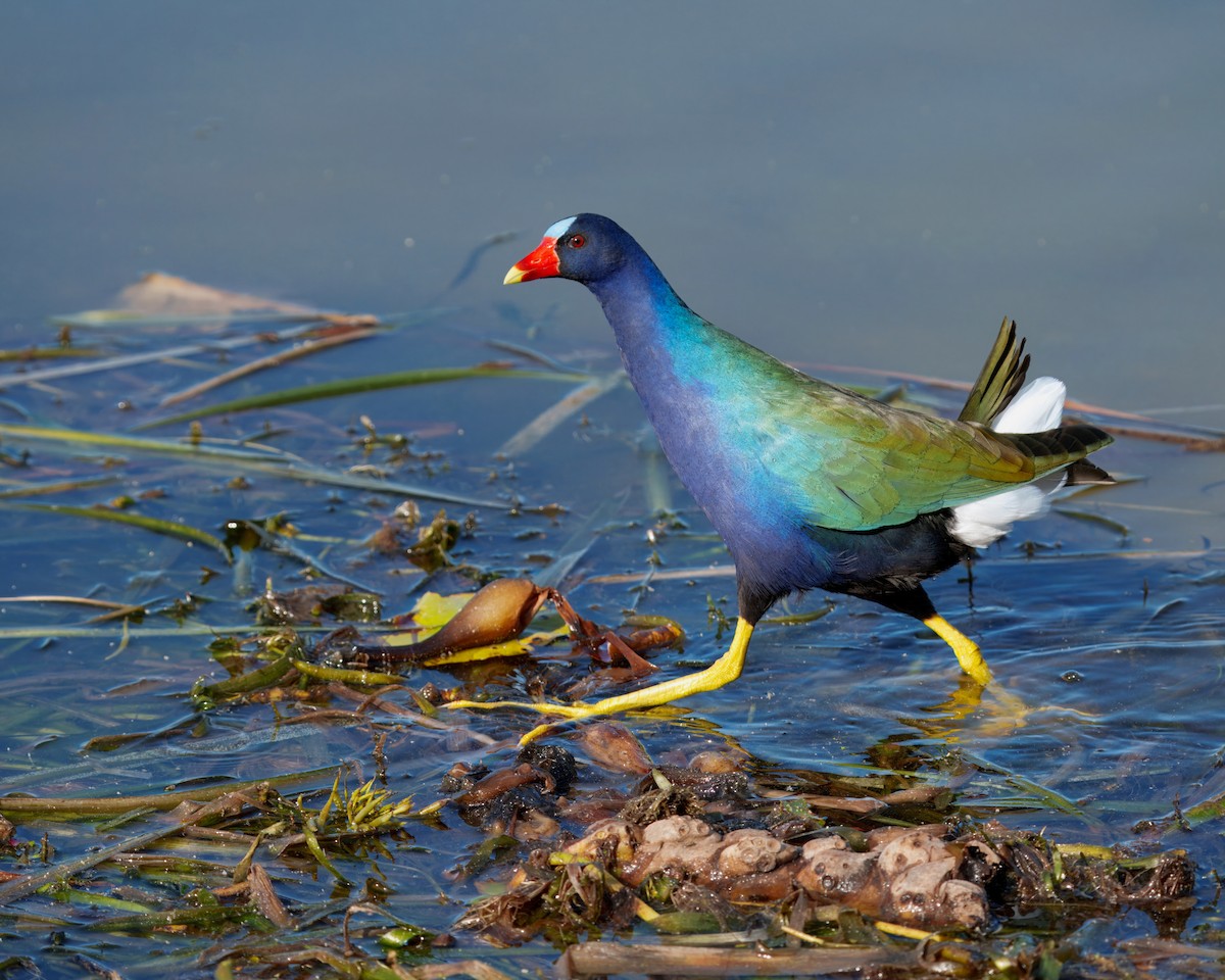 アメリカムラサキバン - ML646892748