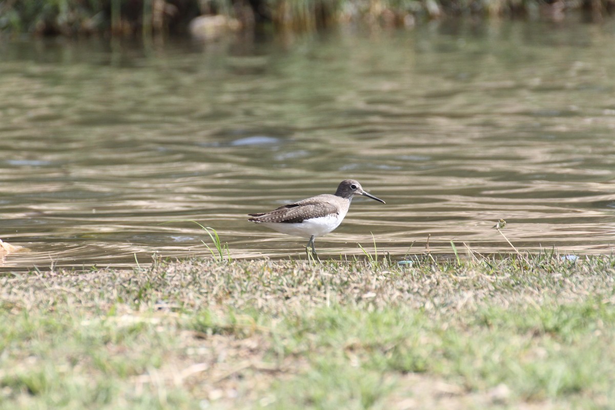Green Sandpiper - ML646892753
