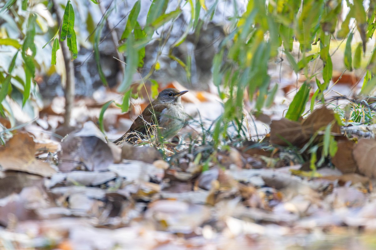 Pale Thrush - ML646892756