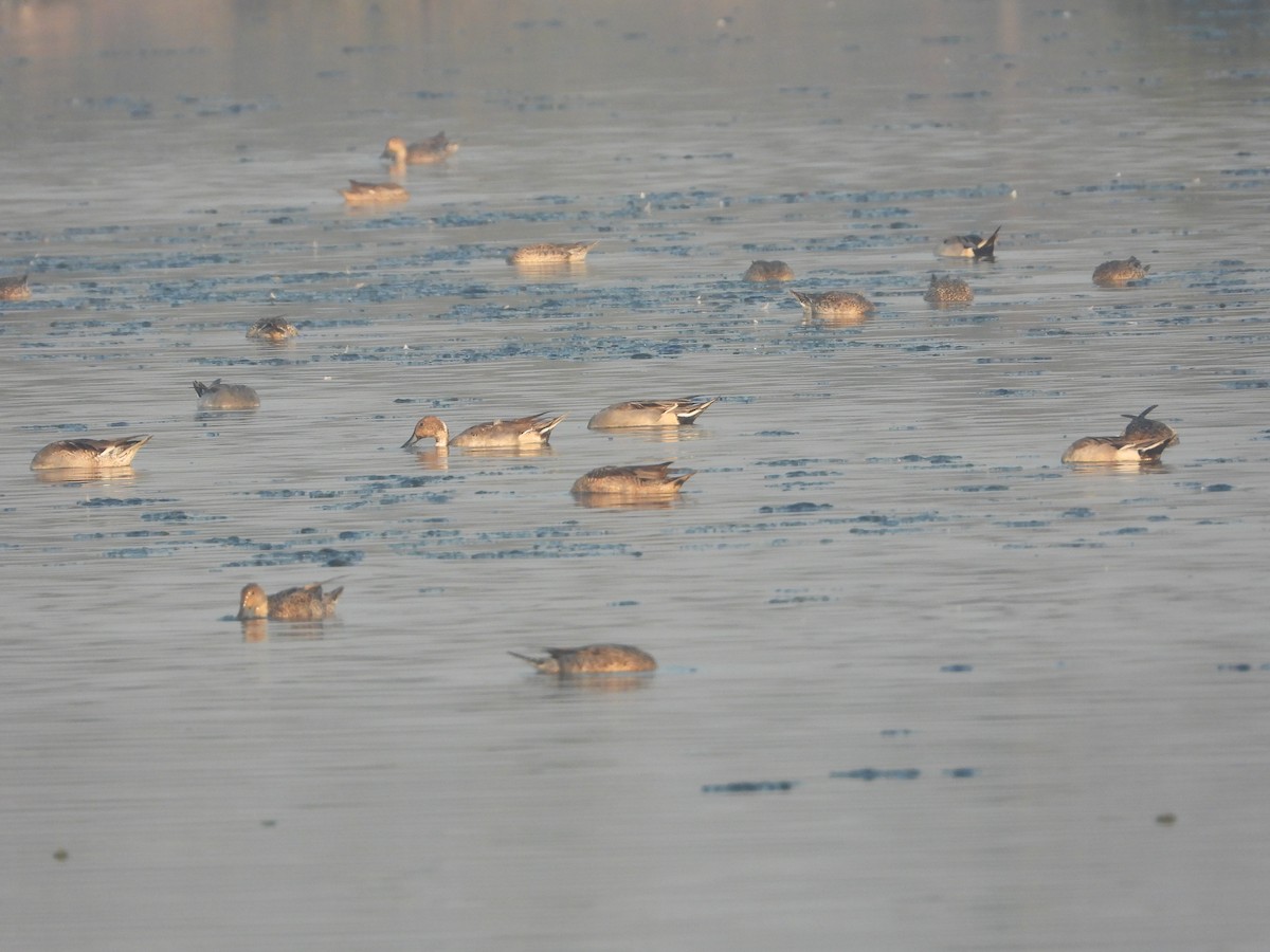 Ánade Rabudo - ML646892760