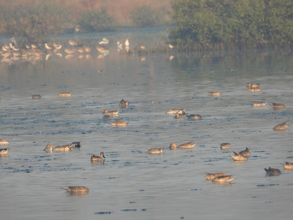 Ánade Rabudo - ML646892761