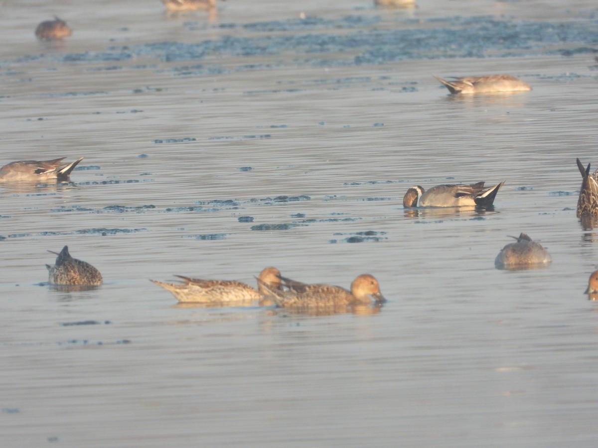 Ánade Rabudo - ML646892762