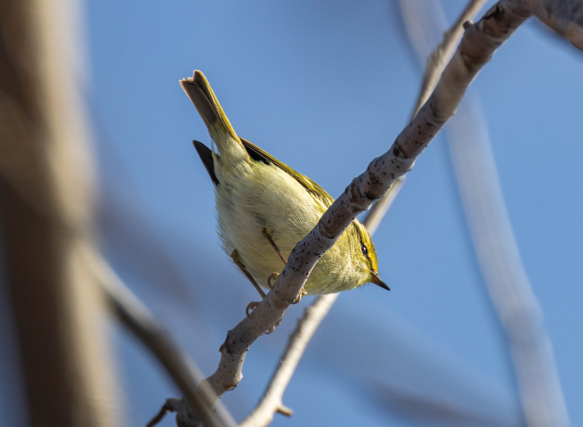 Pallas's Leaf Warbler - ML646892765