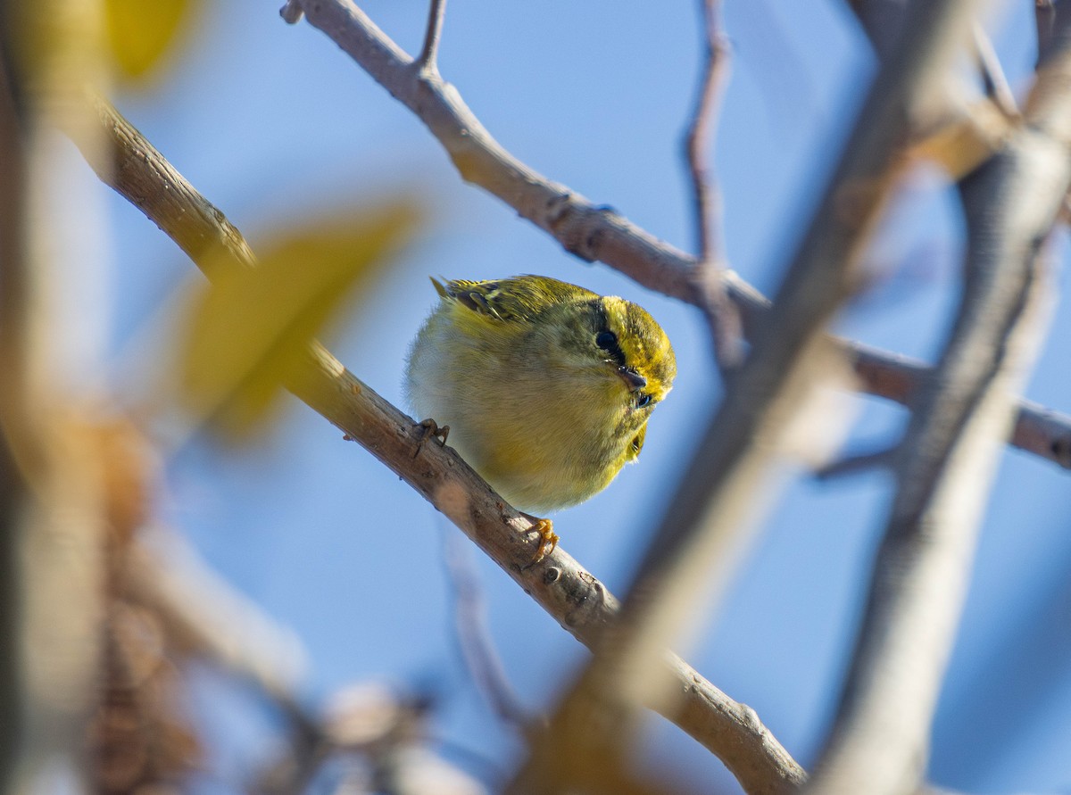 Pallas's Leaf Warbler - ML646892766