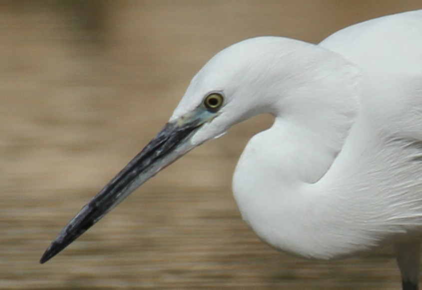 Little Egret - ML646892767