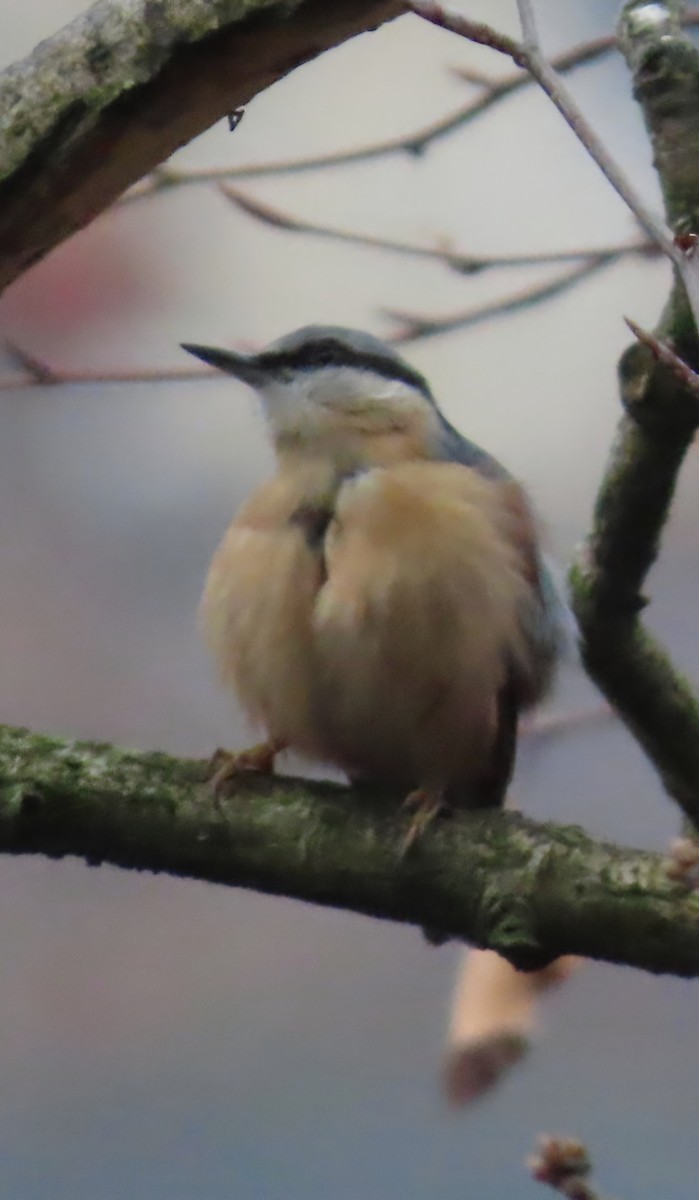 Garrapo eurasiarra - ML646892769