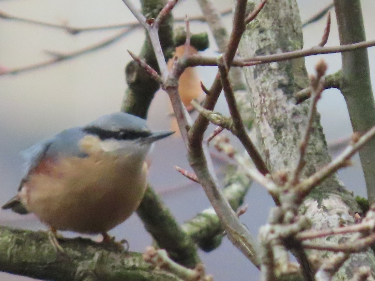 Garrapo eurasiarra - ML646892770