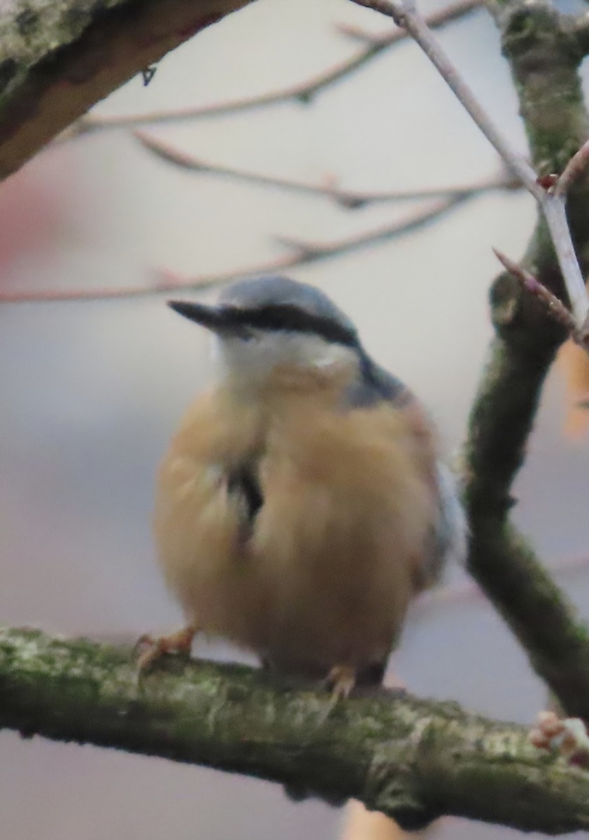 Garrapo eurasiarra - ML646892771