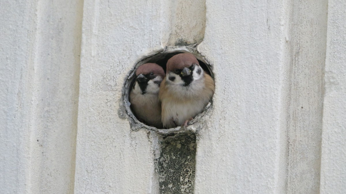 Хээрийн бор шувуу - ML646892773