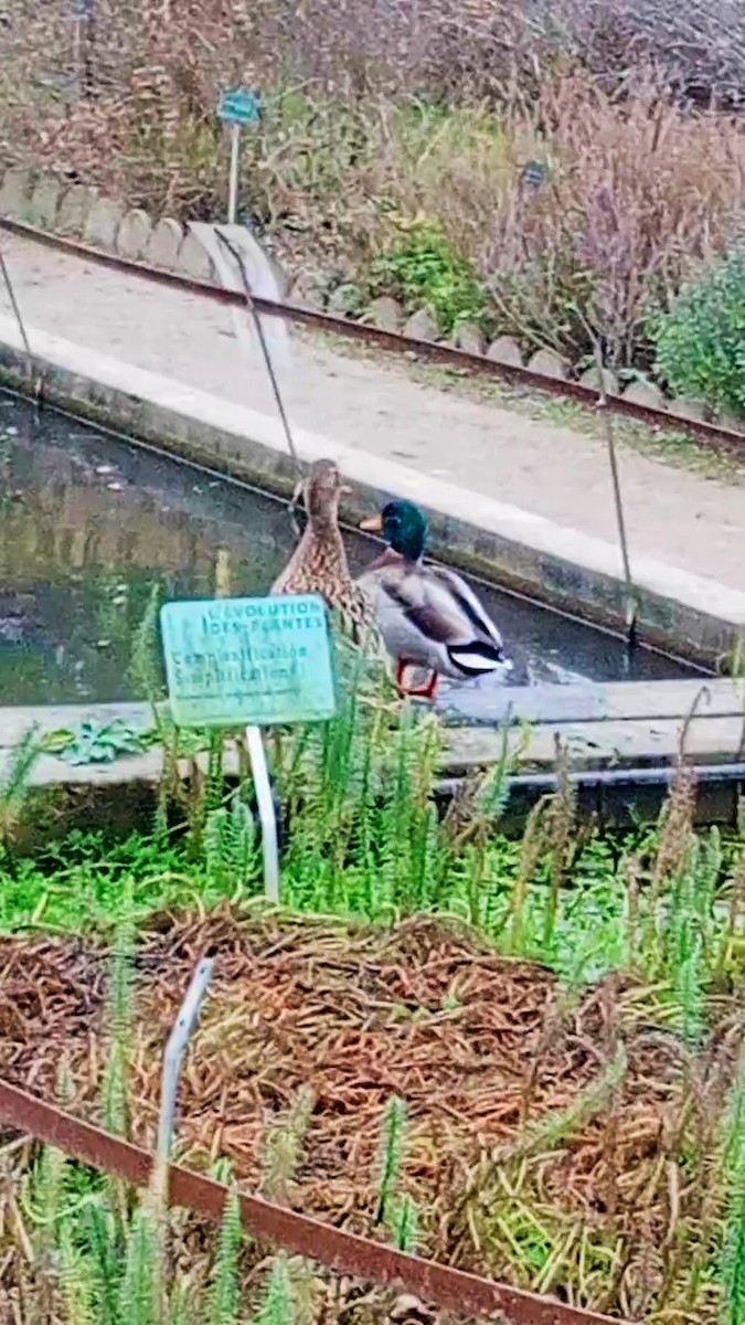 Stockente - ML646892775