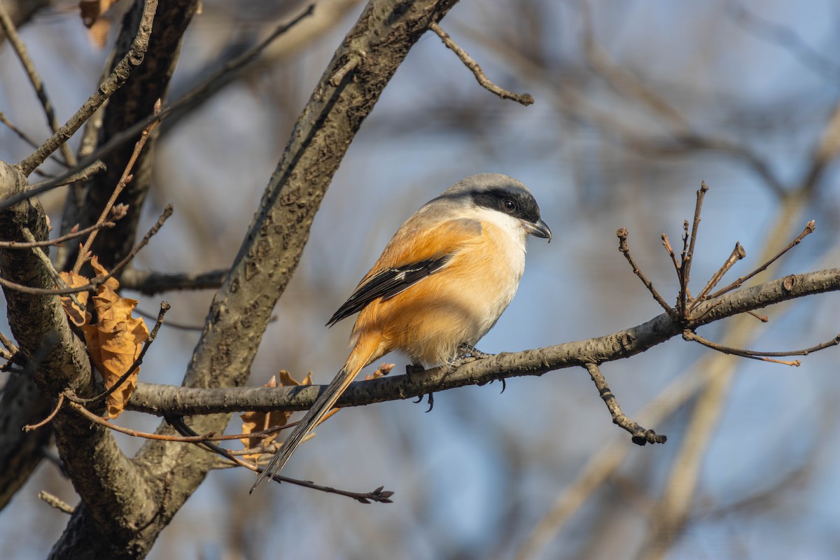 Long-tailed Shrike - ML646892776