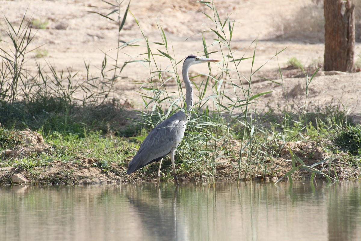 Gray Heron - ML646892782