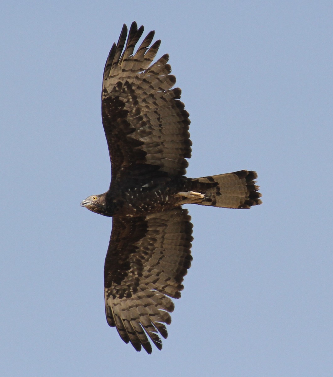 European Honey-buzzard - ML646892788