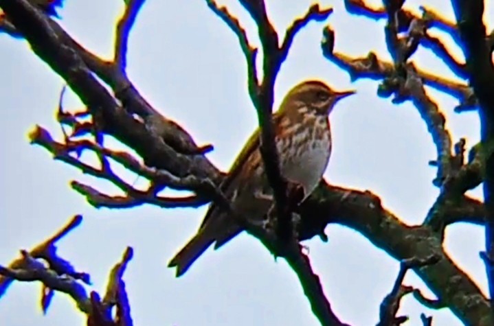 Rotdrossel - ML646892791