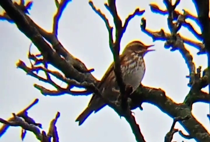 Rotdrossel - ML646892792