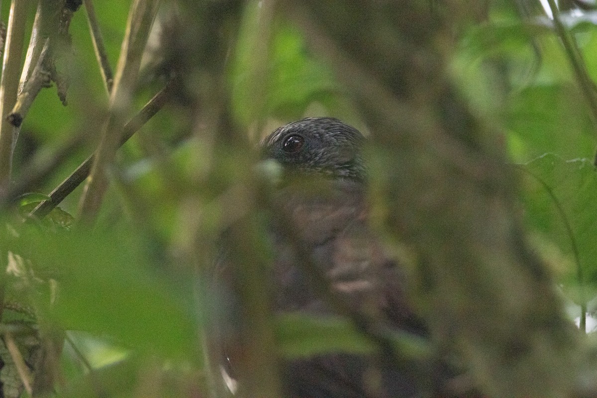 Andean Guan - ML646892793