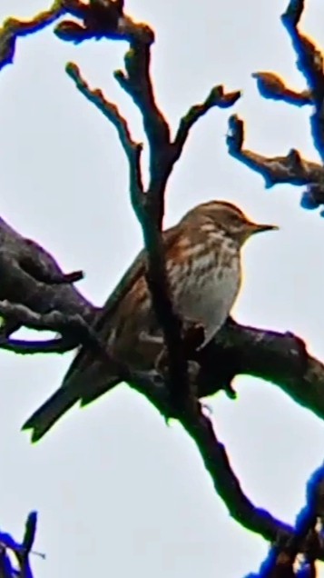 Rotdrossel - ML646892794