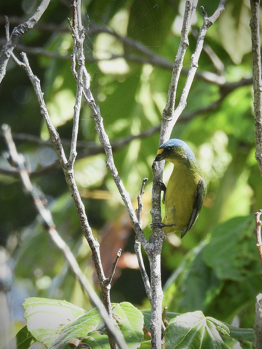 Puerto Rican Euphonia - ML646892800