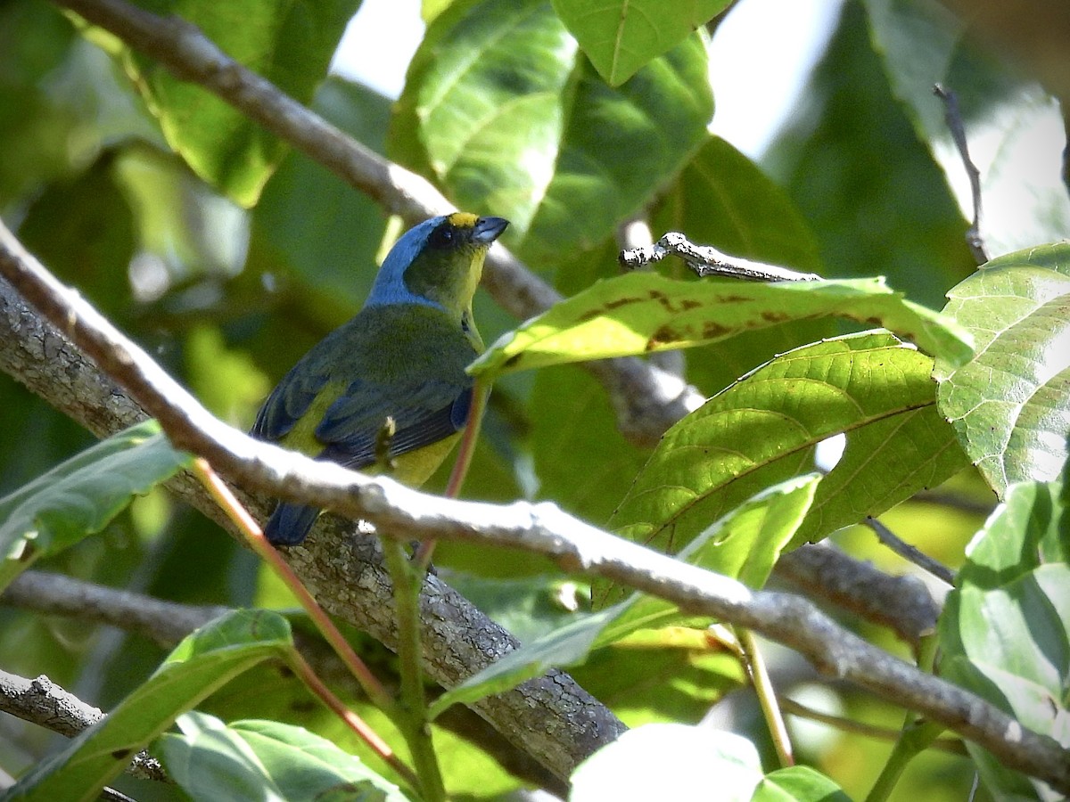 Puerto Rican Euphonia - ML646892801
