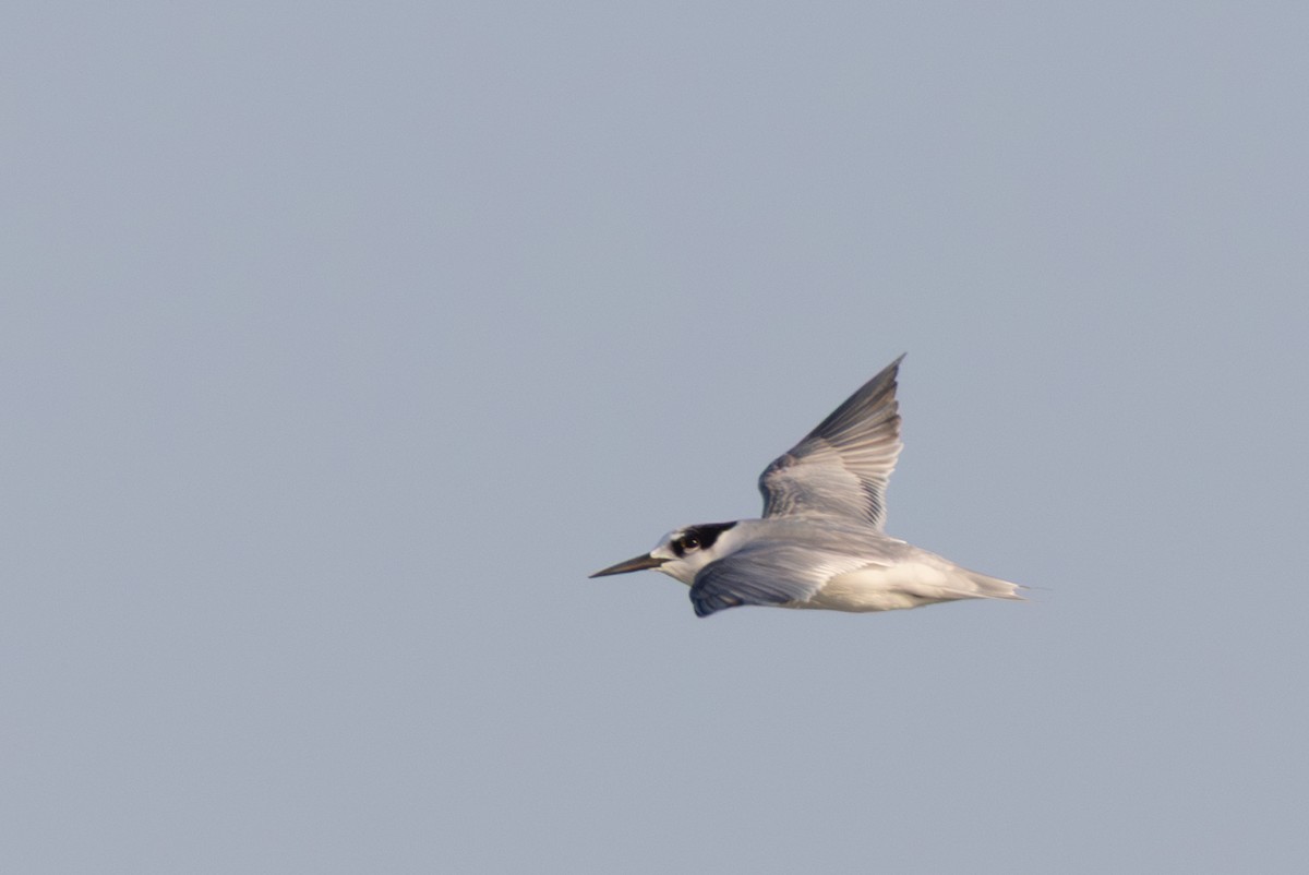 Крячок малий - ML646892802