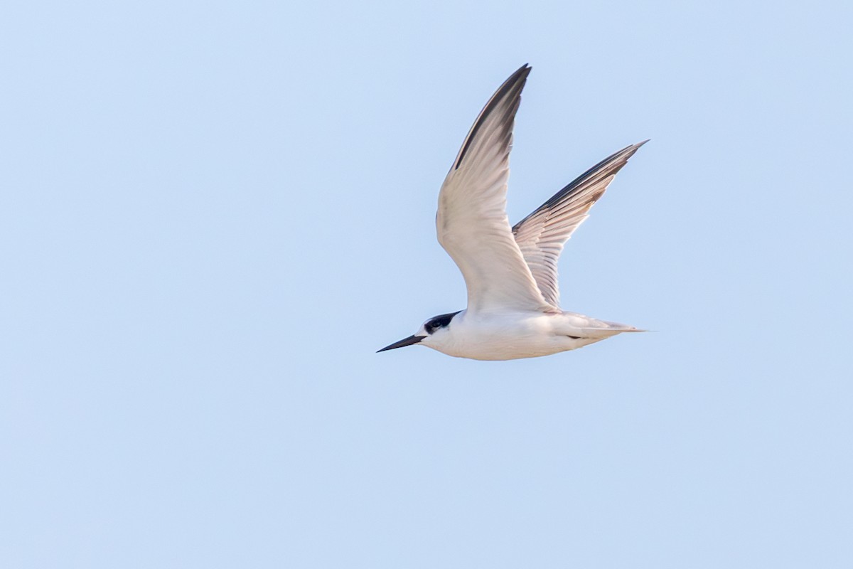 Little Tern - ML646892803
