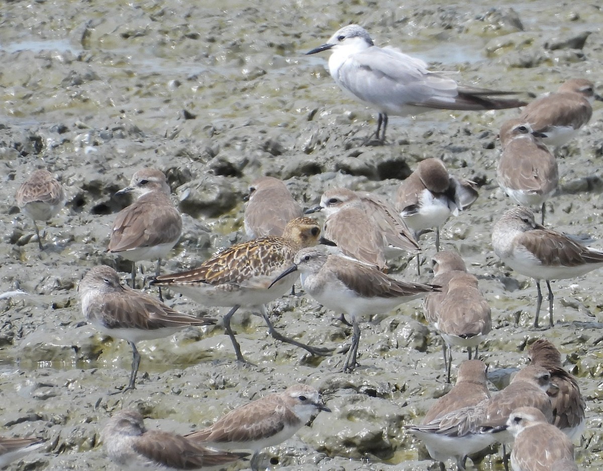 Pacific Golden-Plover - ML646892808