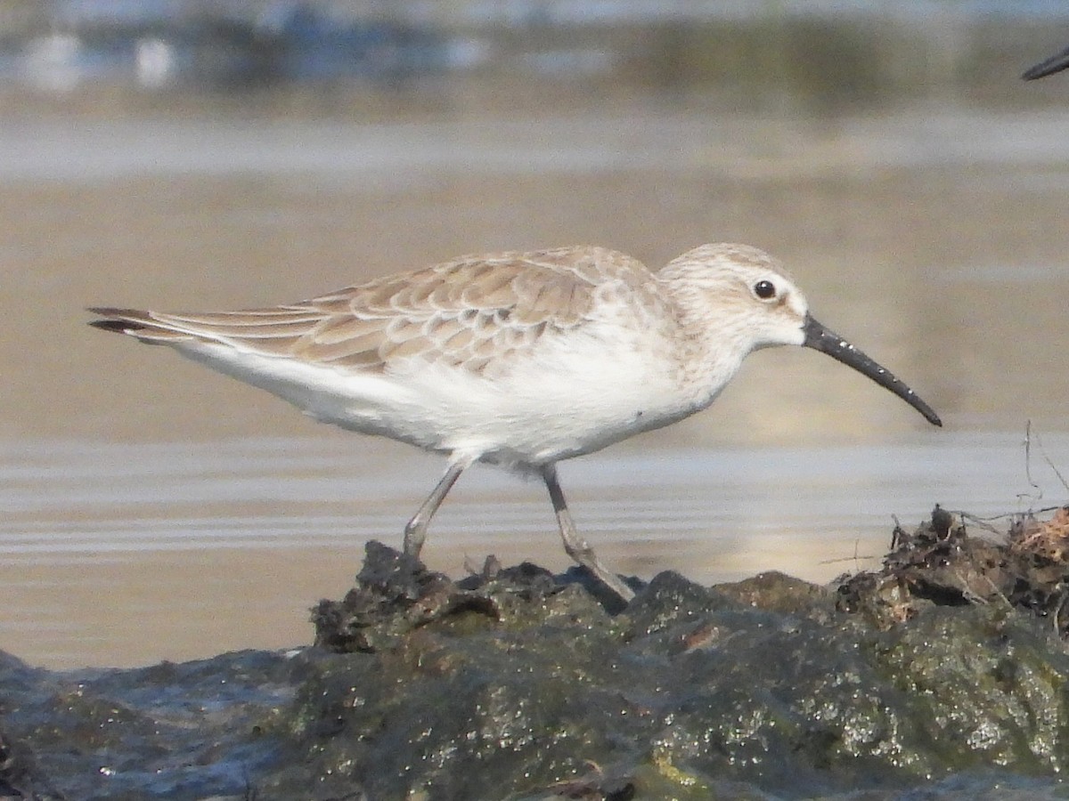 Curlew Sandpiper - ML646892809