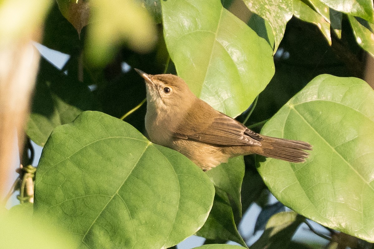 Blyth's Reed Warbler - ML646892810