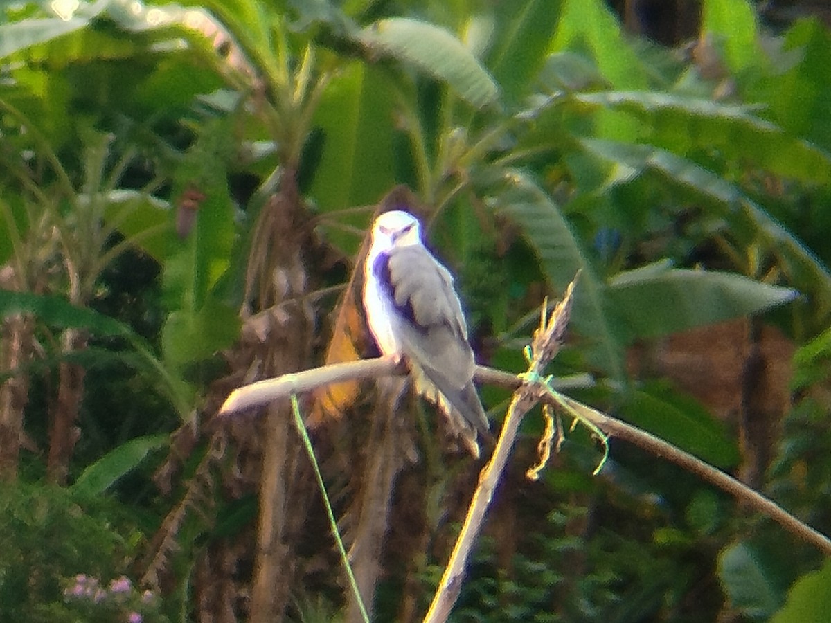 Black-winged Kite - ML646892811