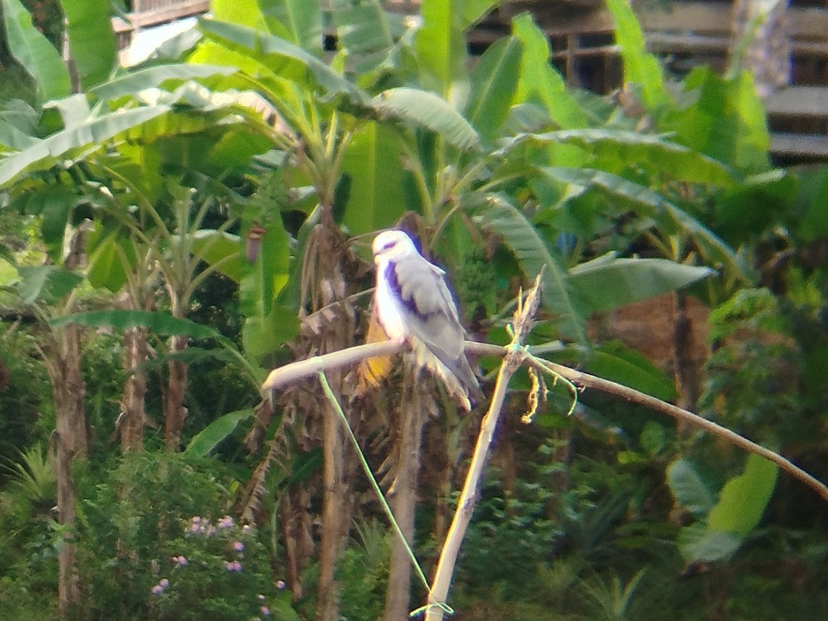 Black-winged Kite - ML646892812
