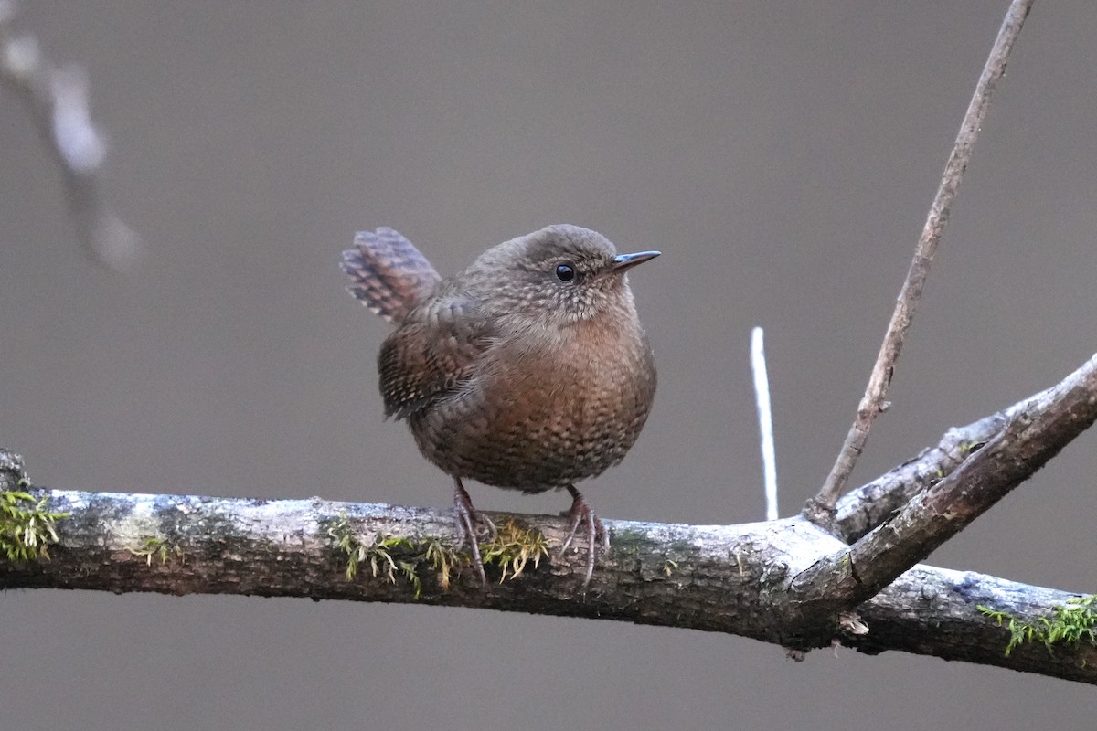 Eurasian Wren - ML646892813