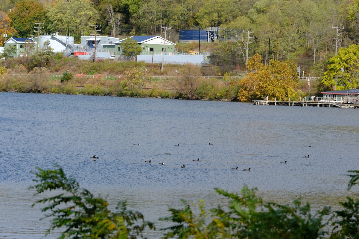 American Coot - ML646892815