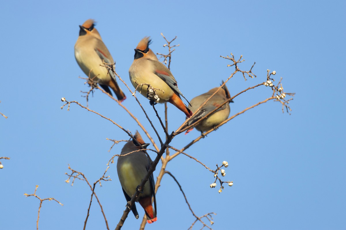 Japanese Waxwing - ML646892816