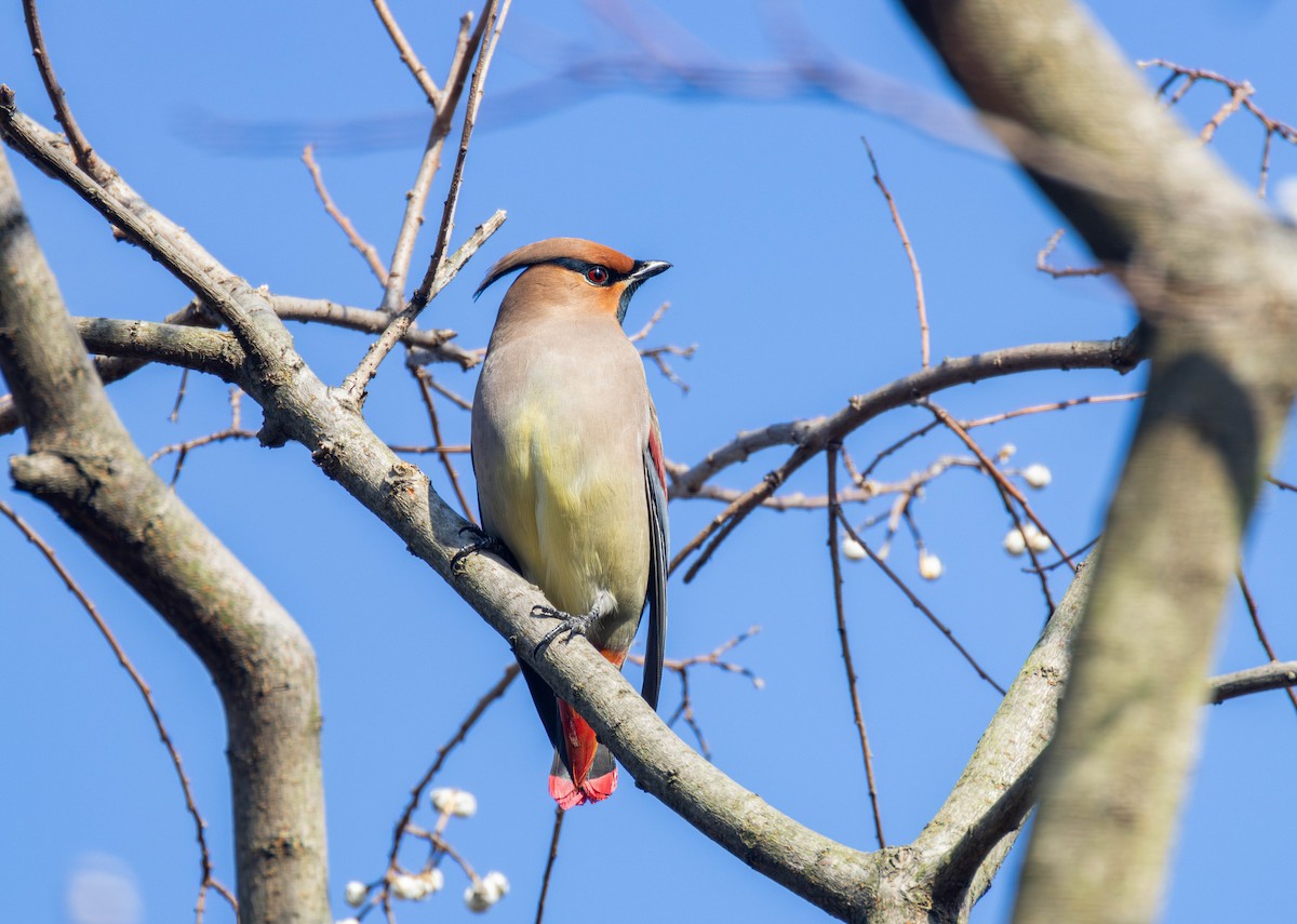 Japanese Waxwing - ML646892817
