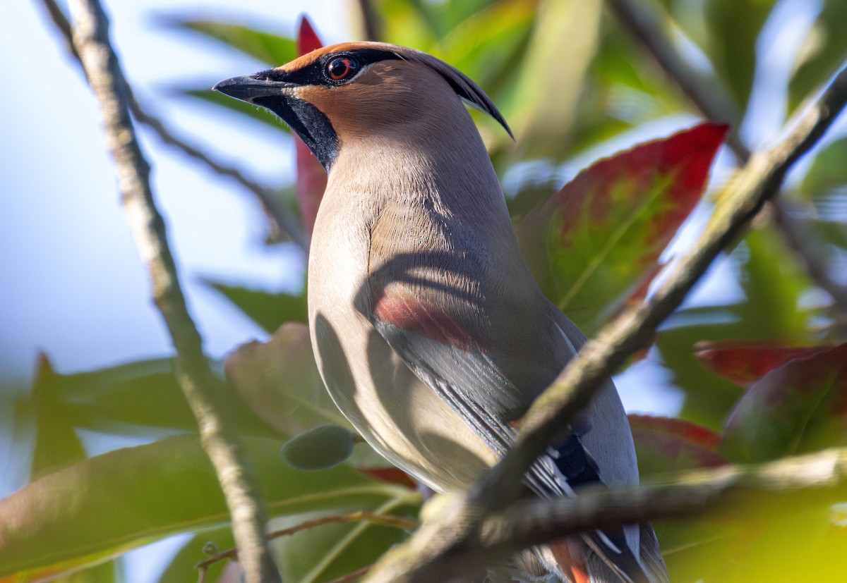 Japanese Waxwing - ML646892818