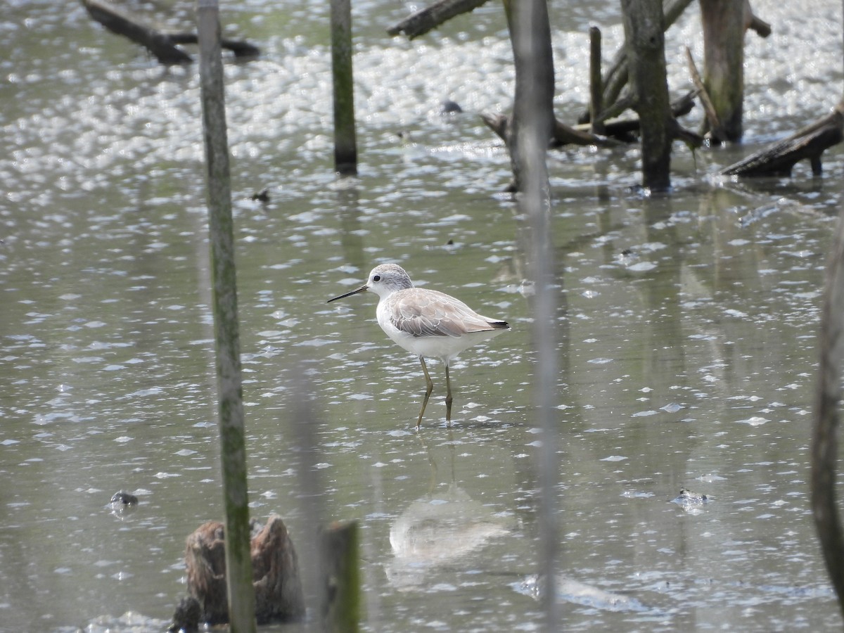 Marsh Sandpiper - ML646892819