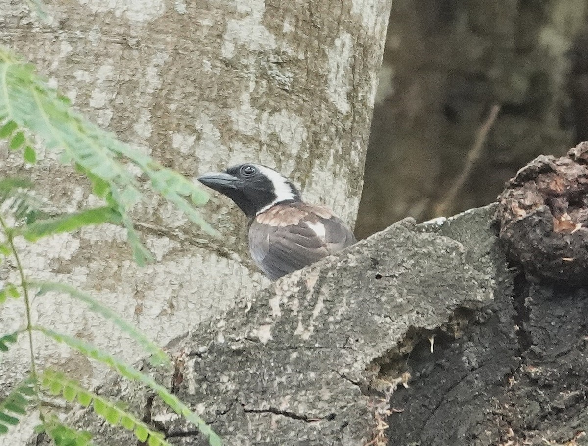 White-eared Barbet - ML646892820