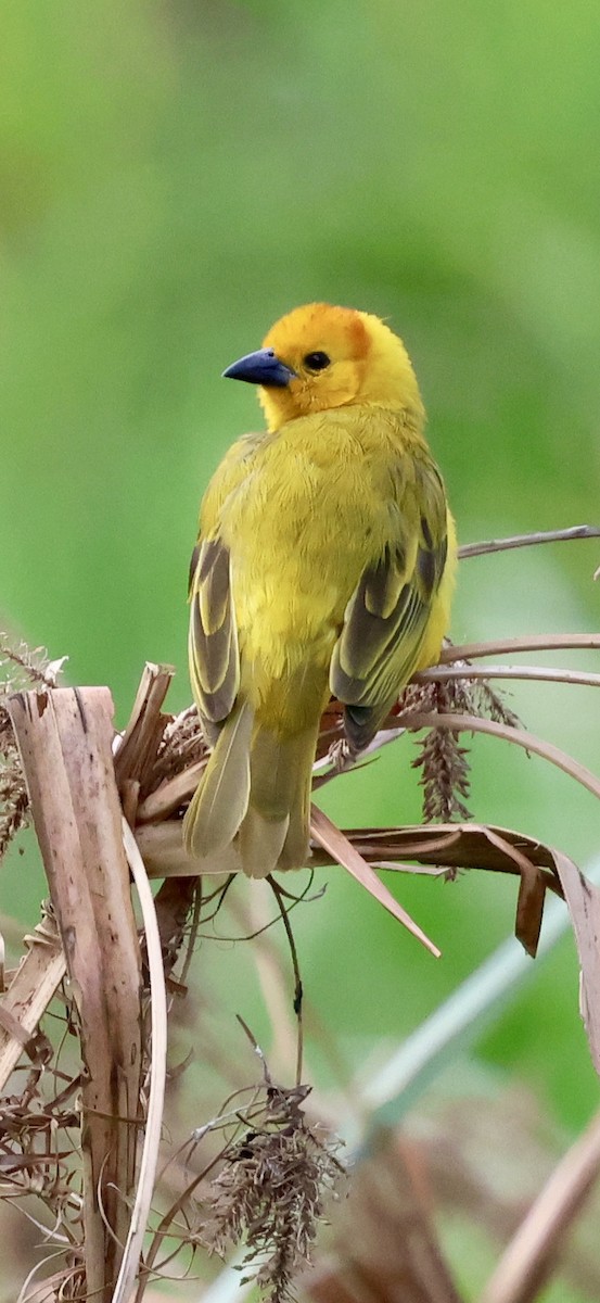 Taveta Golden-Weaver - ML646892822