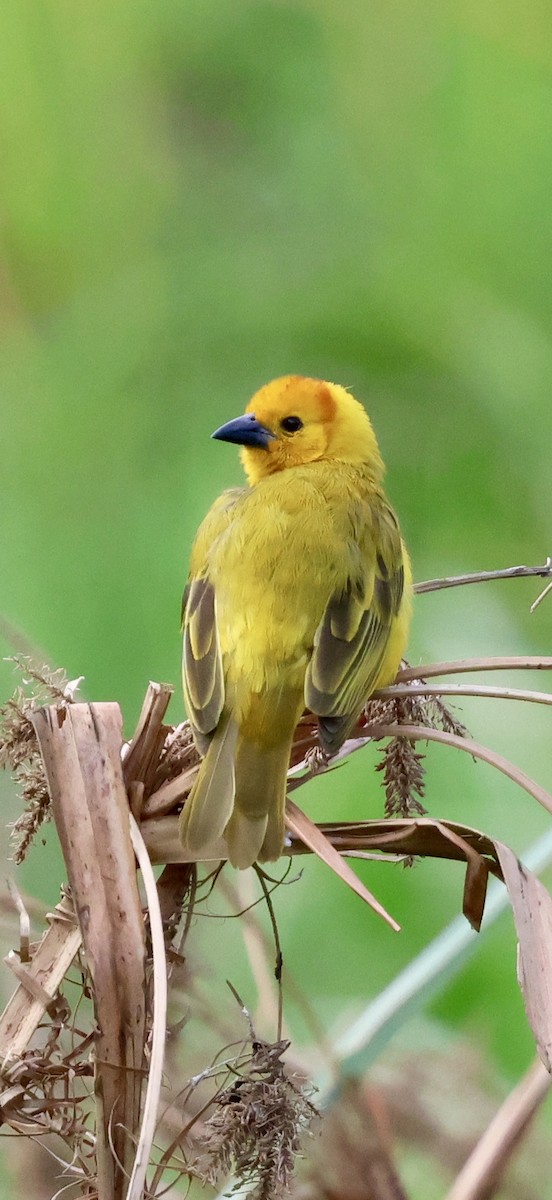 Taveta Golden-Weaver - ML646892823