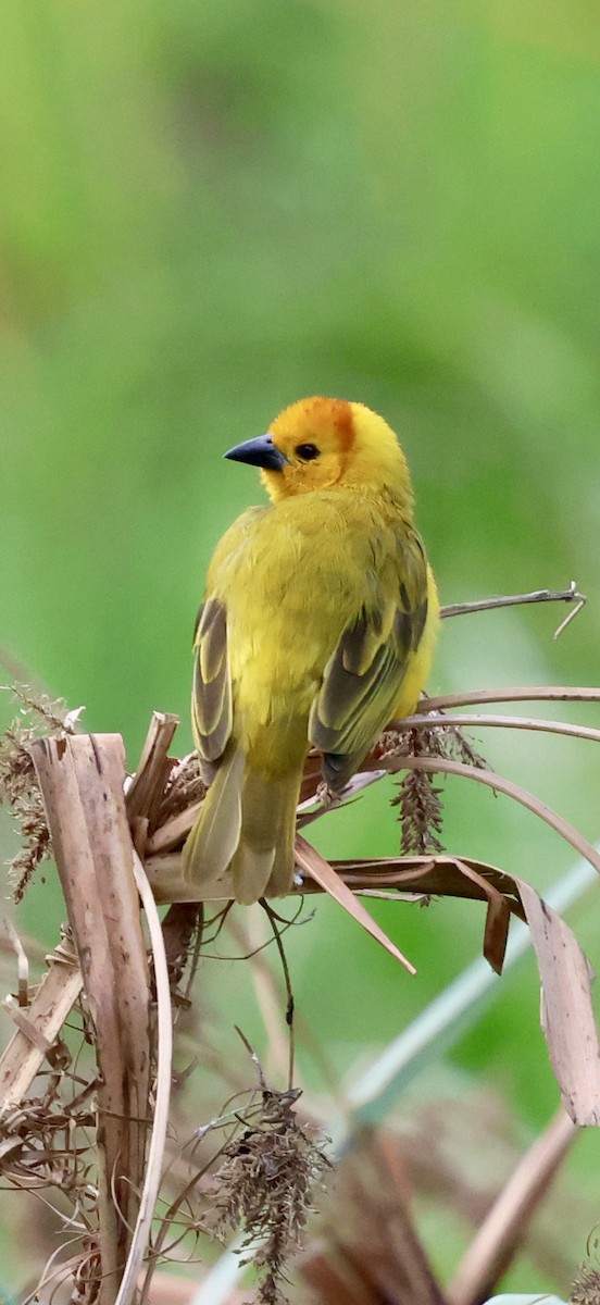 Taveta Golden-Weaver - ML646892824
