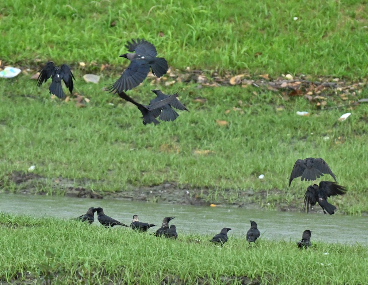 House Crow - ML646892825