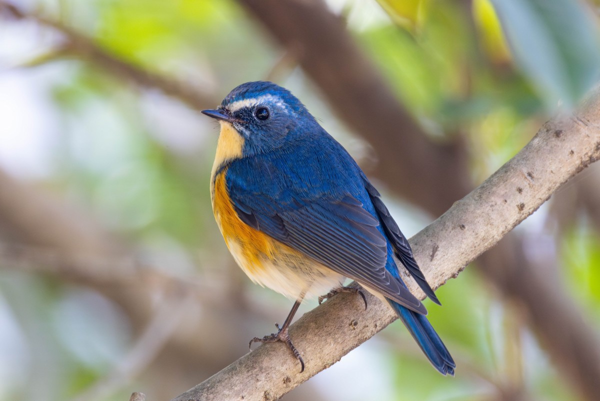Red-flanked Bluetail - ML646892826