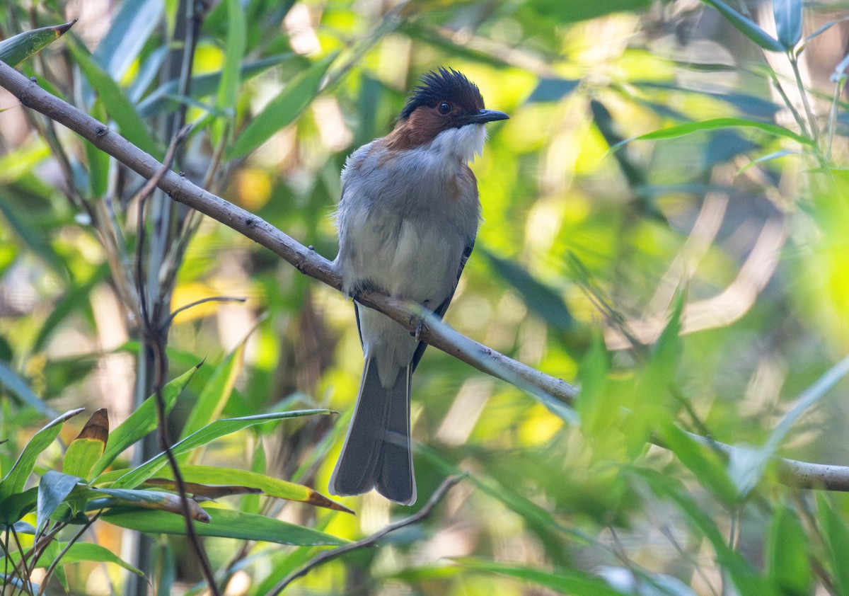 Chestnut Bulbul - ML646892828