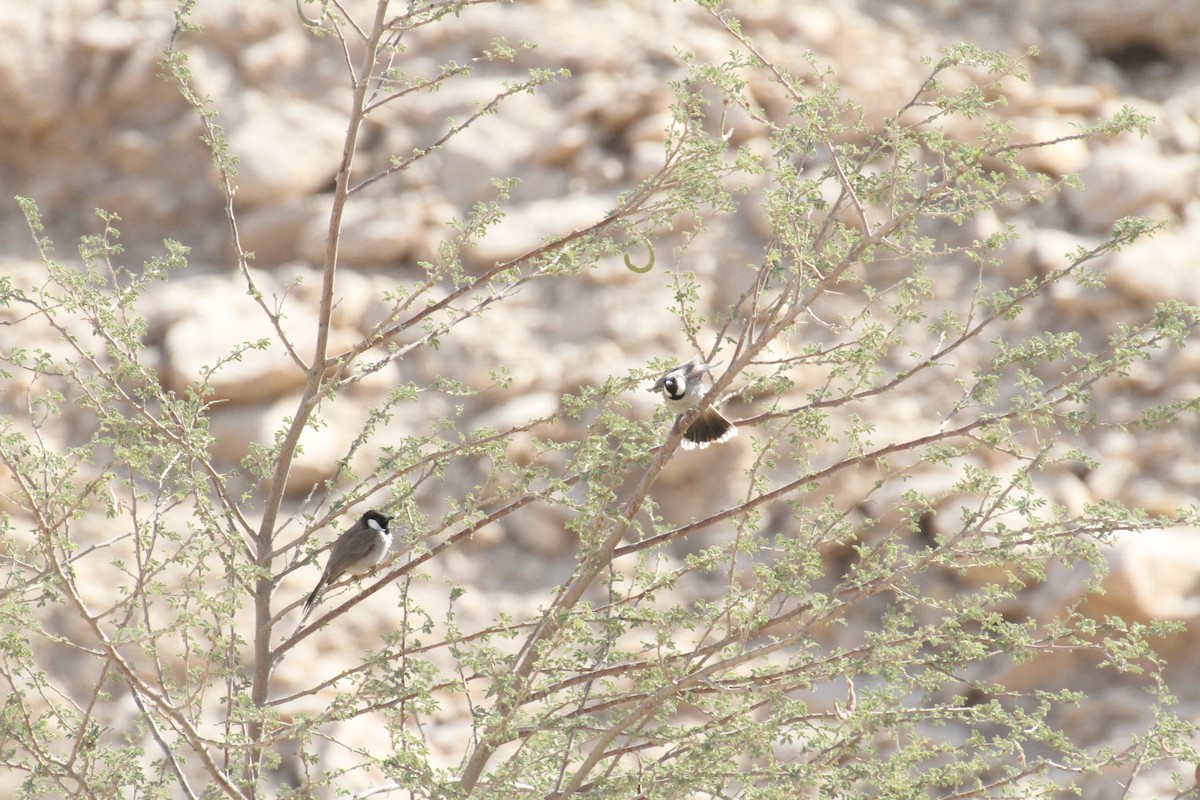 White-eared Bulbul - ML646892831